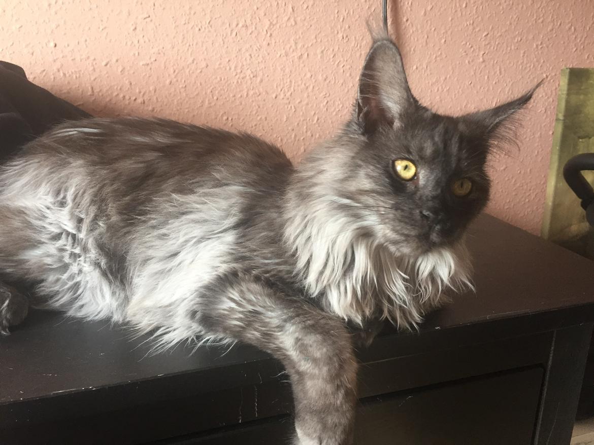 Maine Coon DK Lykkekatte’s Barbossa billede 5