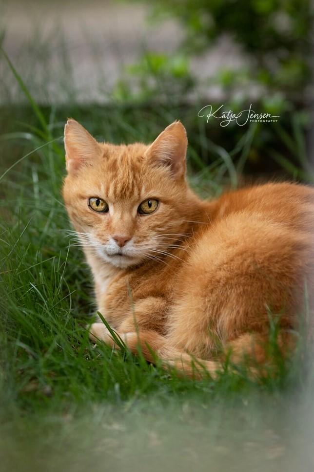 Huskat Figaro billede 1