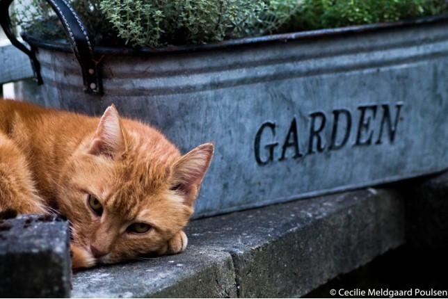 Huskat Figaro billede 2