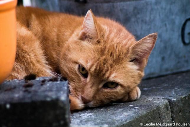 Huskat Figaro billede 3