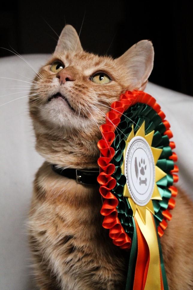 Huskat Figaro billede 4