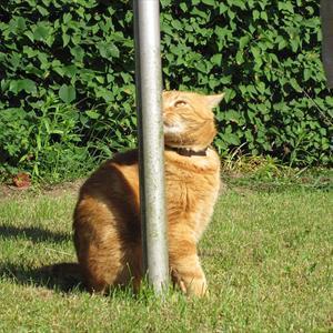 Huskat Figaro billede 5