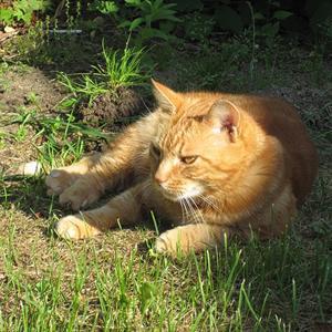 Huskat Figaro billede 6