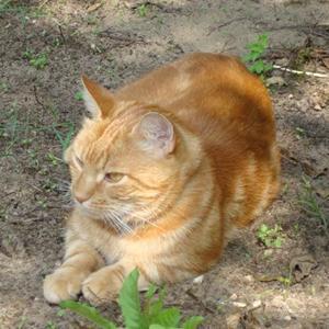 Huskat Figaro billede 7