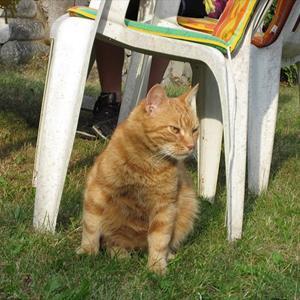 Huskat Figaro billede 8