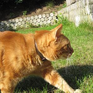 Huskat Figaro billede 9