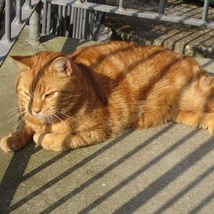 Huskat Figaro billede 10