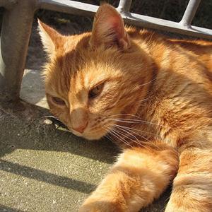 Huskat Figaro billede 11