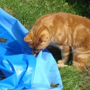 Huskat Figaro billede 12