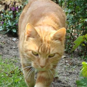 Huskat Figaro billede 13