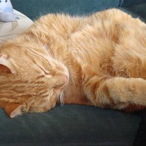 Huskat Figaro billede 14