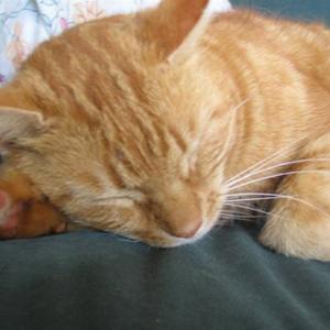 Huskat Figaro billede 15