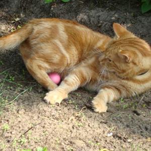 Huskat Figaro billede 16