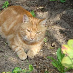 Huskat Figaro billede 17