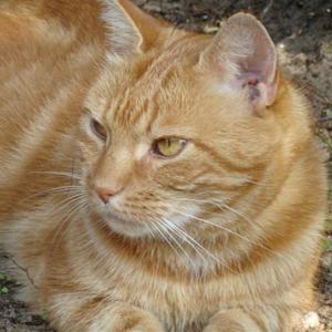 Huskat Figaro billede 18