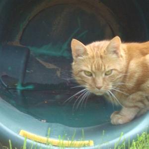 Huskat Figaro billede 19