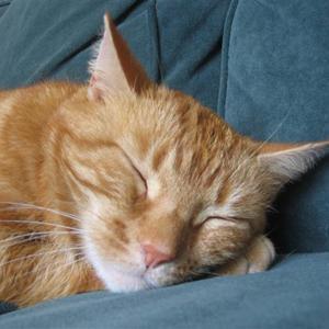 Huskat Figaro billede 20