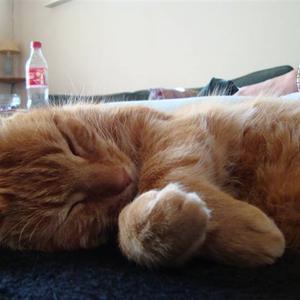 Huskat Figaro billede 21