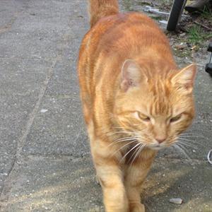 Huskat Figaro billede 22