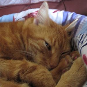 Huskat Figaro billede 23