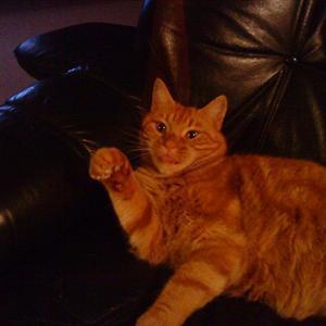 Huskat Figaro billede 24