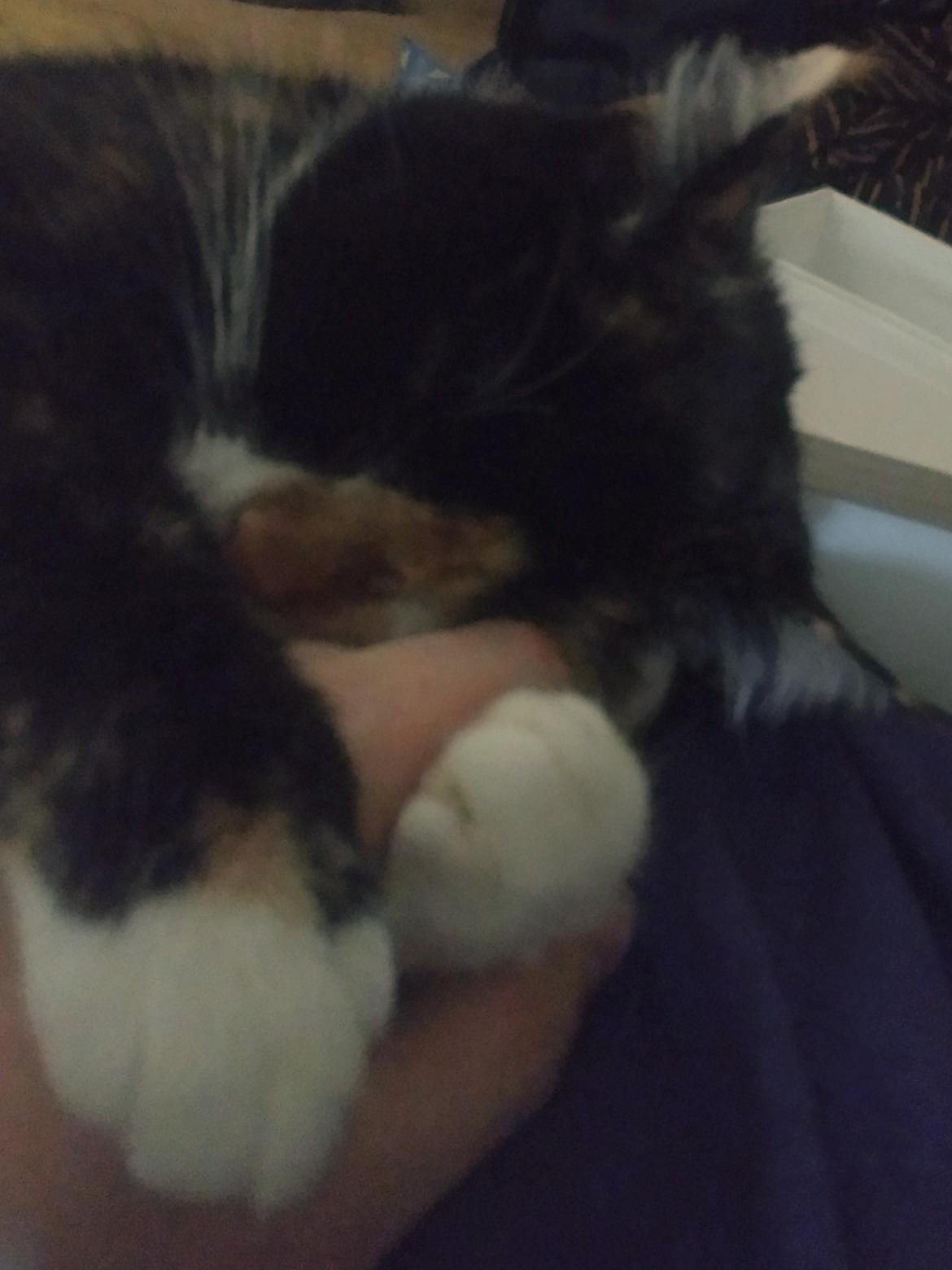 Huskat Freya - Hun lå og spjættede i søvne, så måtte lige berolige hende lidt billede 11