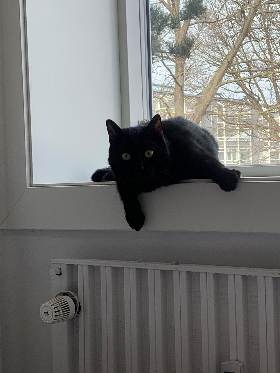 Huskat Himmelmis Manse billede 18