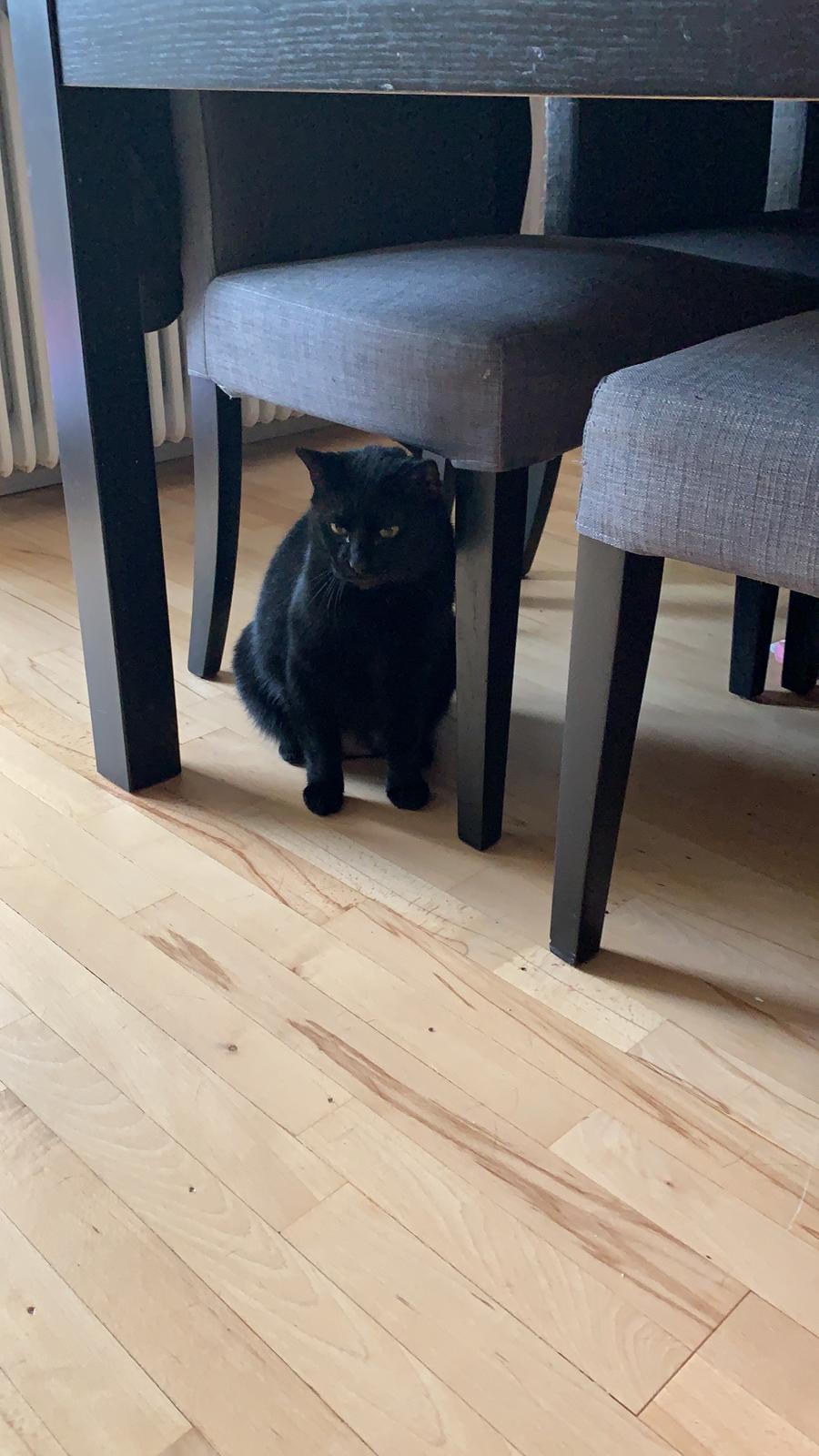 Huskat Himmelmis Manse billede 19