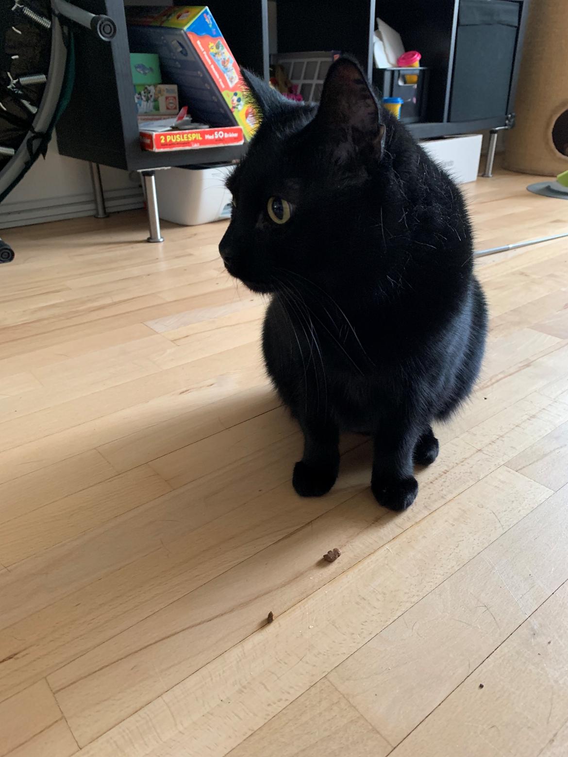 Huskat Himmelmis Manse billede 20