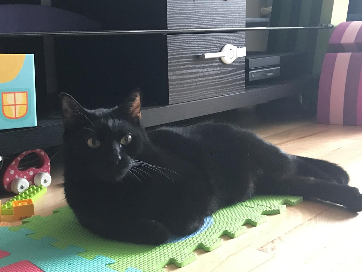 Huskat Himmelmis Manse billede 22