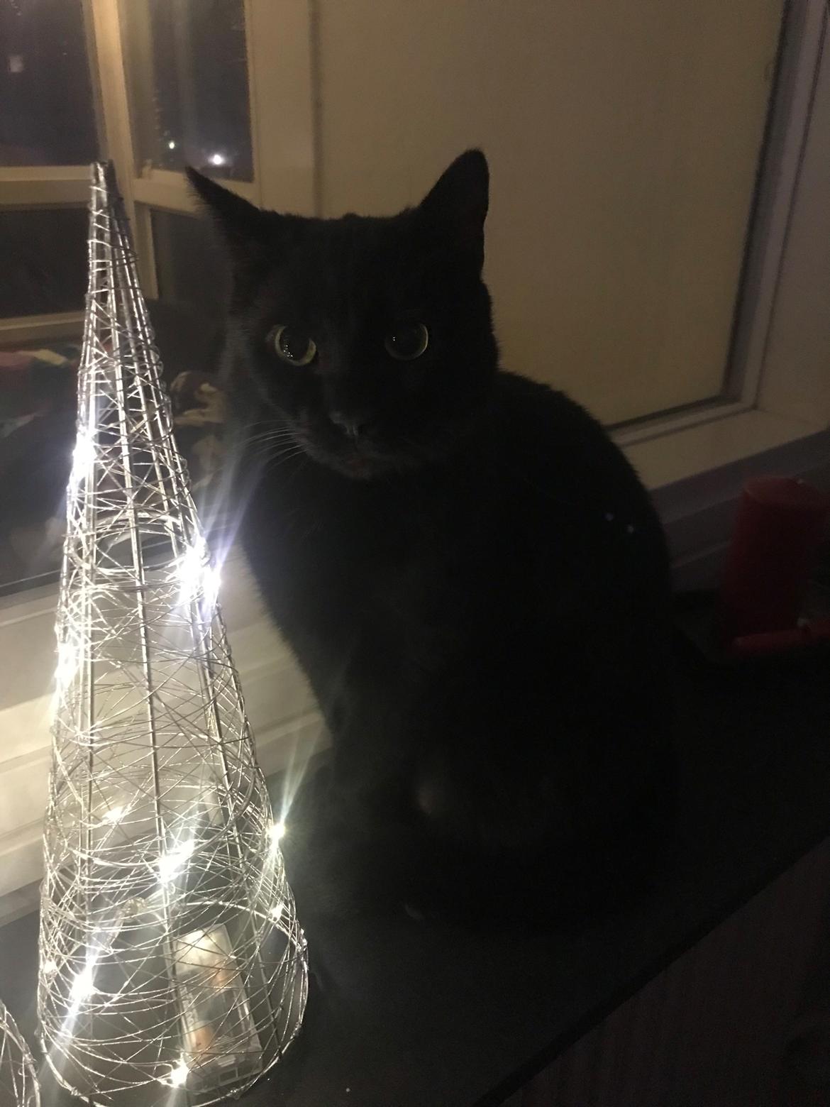 Huskat Himmelmis Manse billede 23