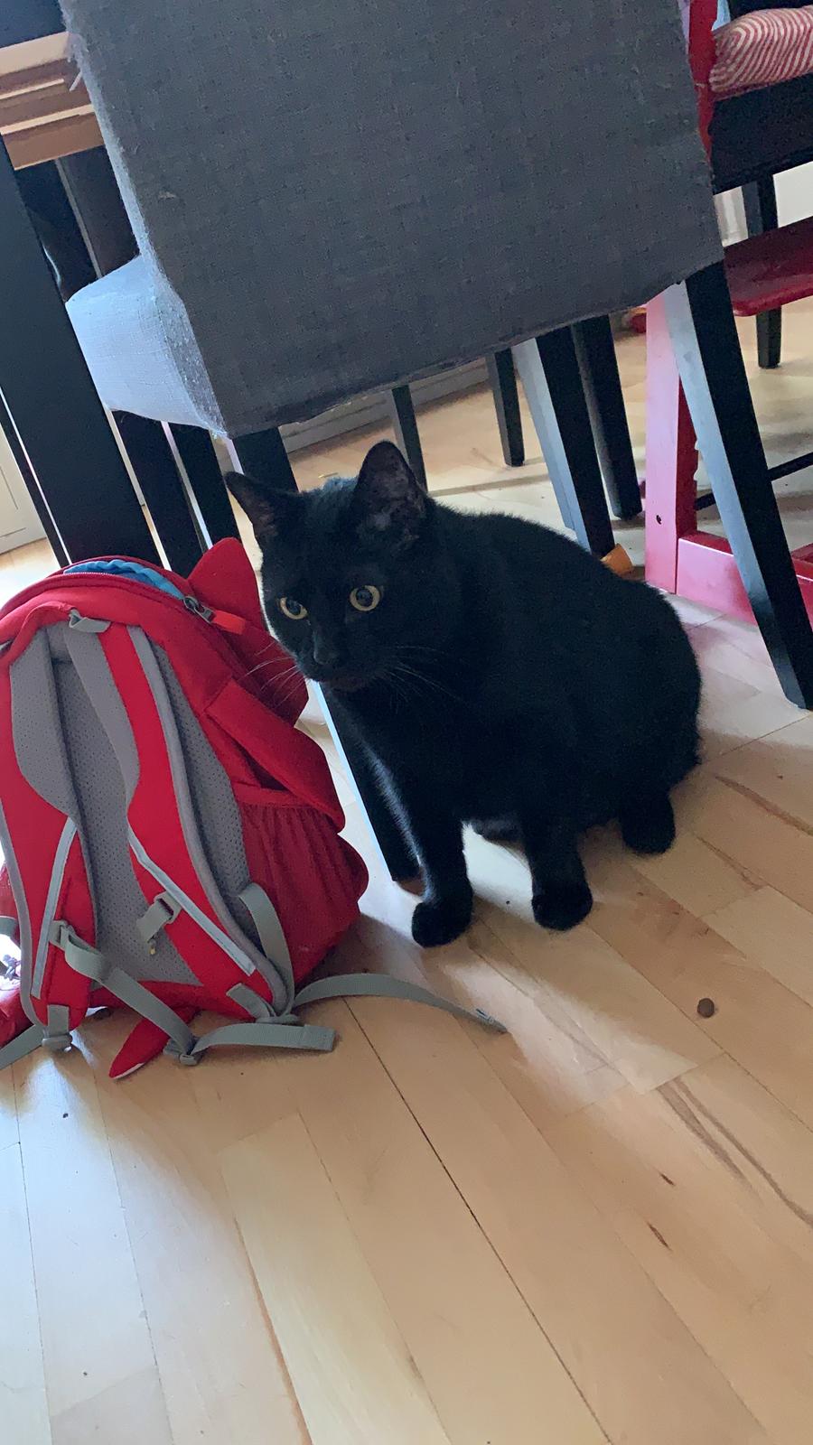 Huskat Himmelmis Manse billede 21