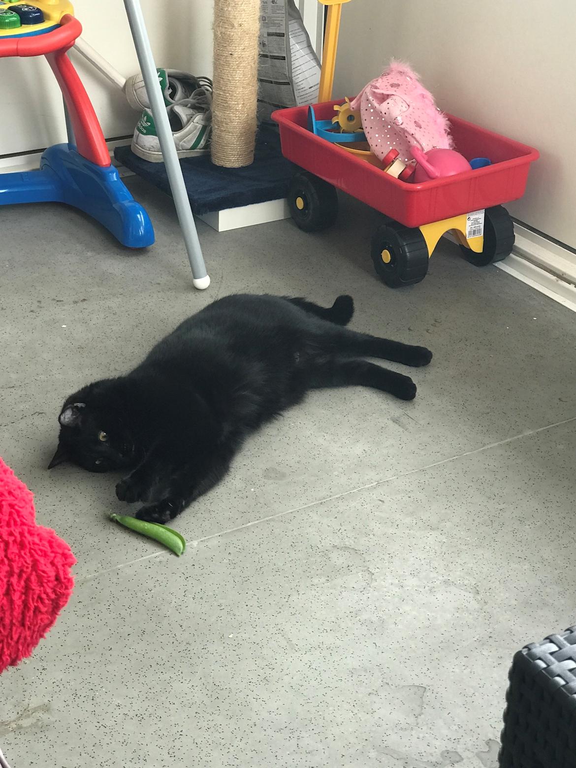 Huskat Himmelmis Manse billede 26