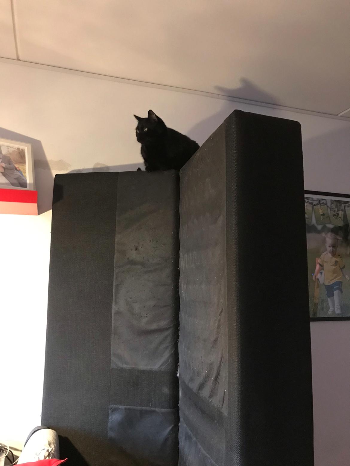 Huskat Himmelmis Manse billede 27