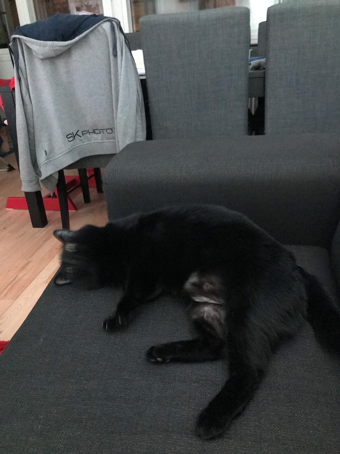 Huskat Himmelmis Manse billede 28