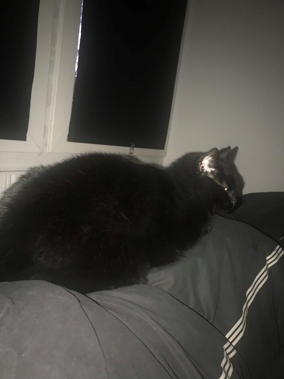 Huskat Himmelmis Manse billede 24