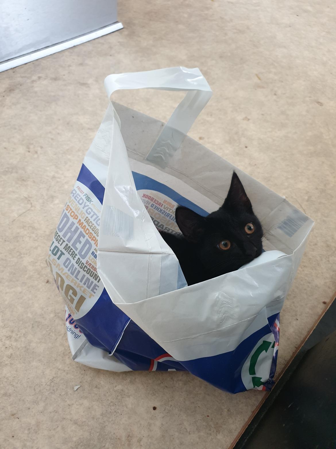 Huskat Lille Mus billede 6