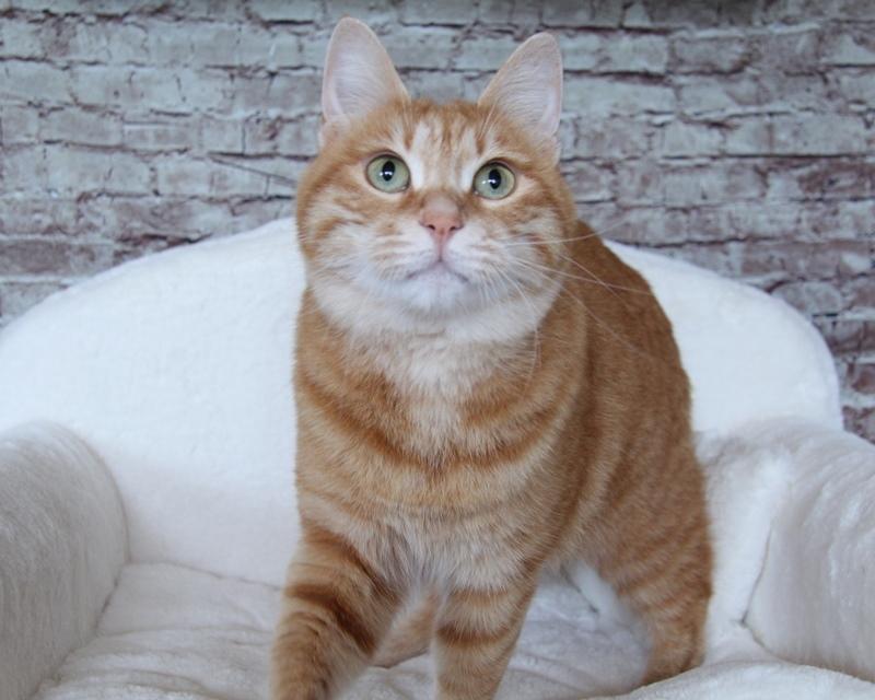 Kurilean Bobtail IP. GIC. DK KorZhik´s Miss Marple billede 3