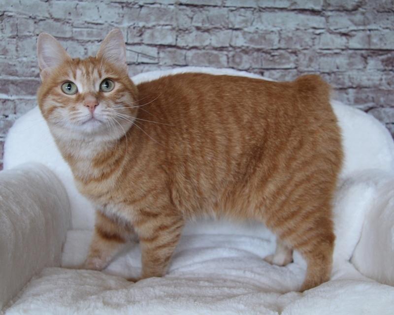 Kurilean Bobtail IP. GIC. DK KorZhik´s Miss Marple billede 1