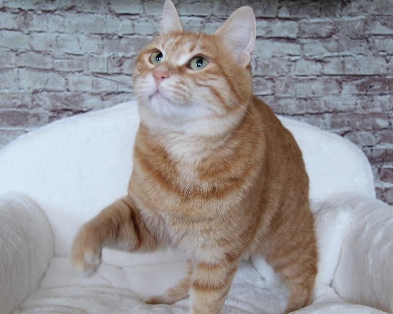 Kurilean Bobtail IP. GIC. DK KorZhik´s Miss Marple billede 2
