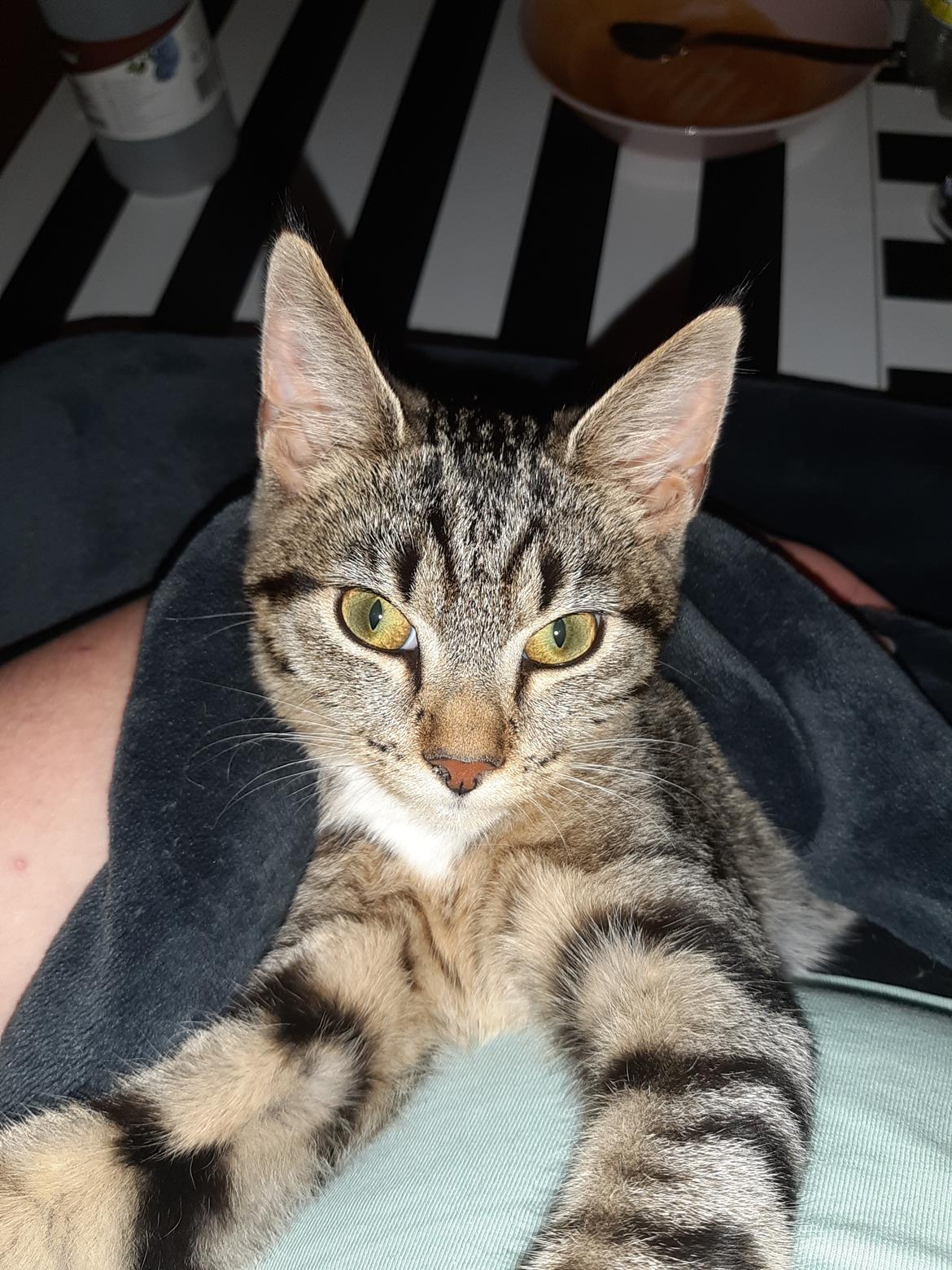 Huskat Luna billede 3