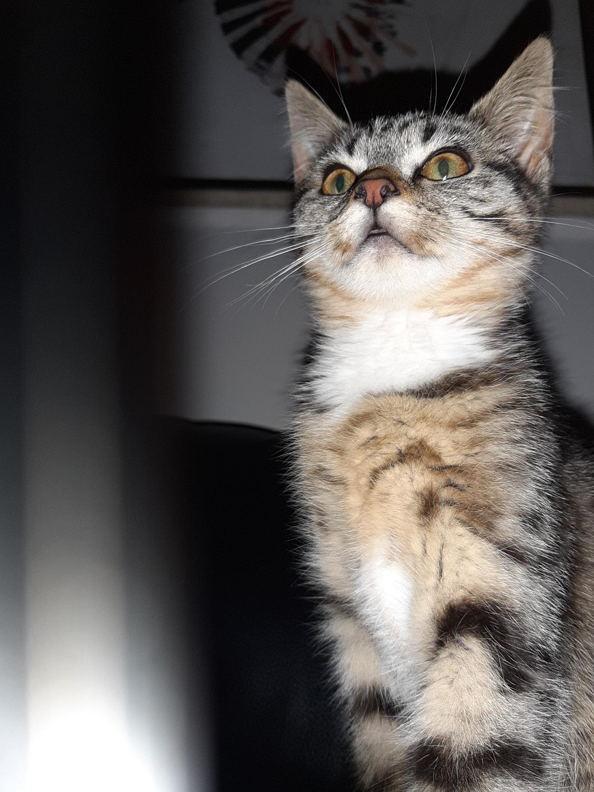 Huskat Luna billede 10