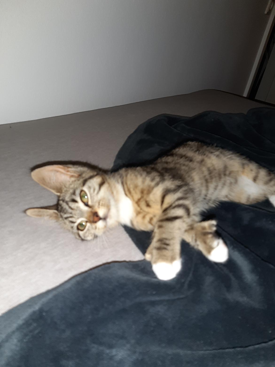 Huskat Luna billede 11