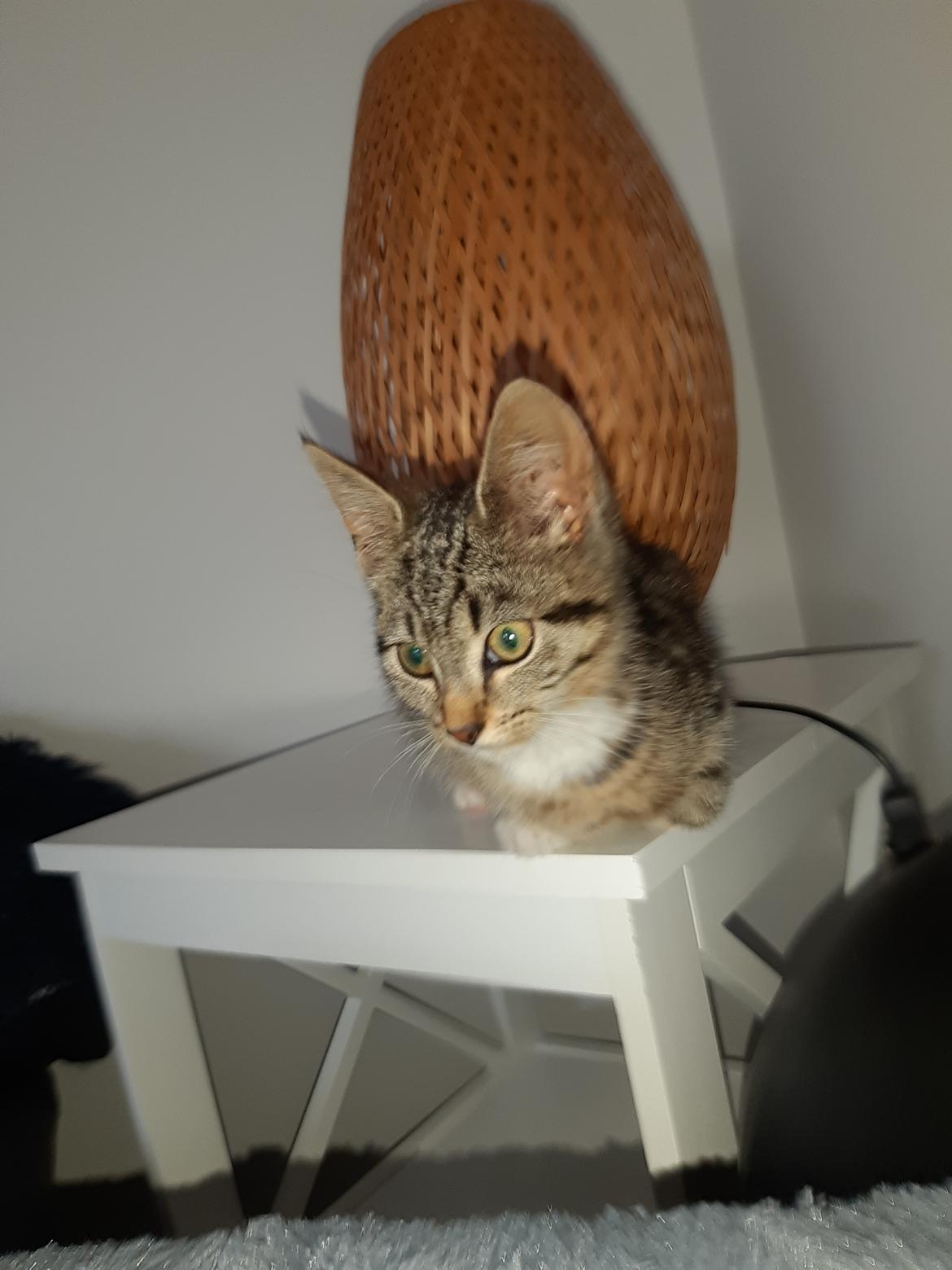 Huskat Luna billede 15