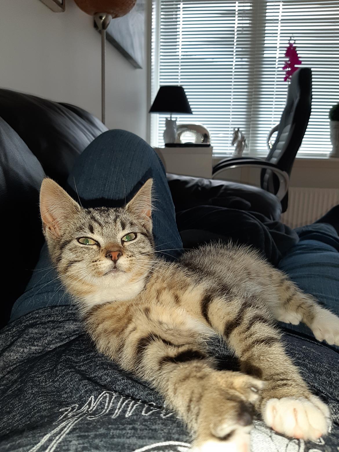 Huskat Luna billede 13