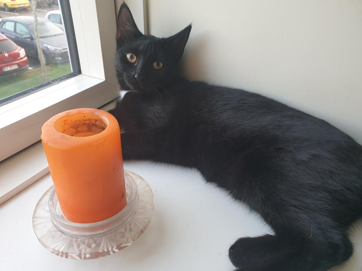 Huskat Lille Mus billede 7