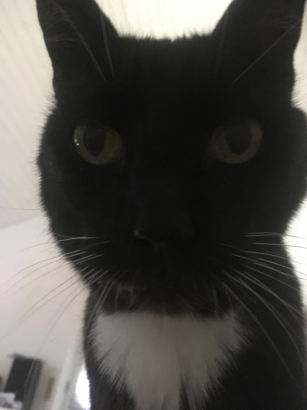 Huskat Panzer billede 6