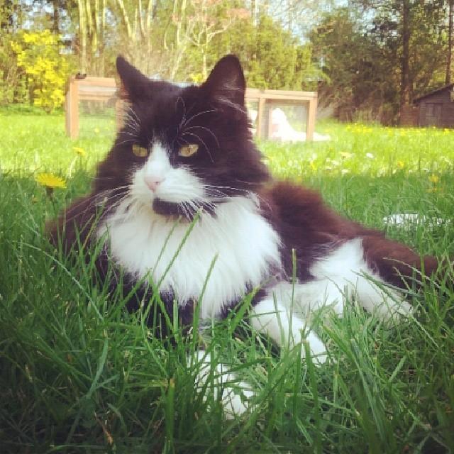 Blanding af racer Bobby billede 3