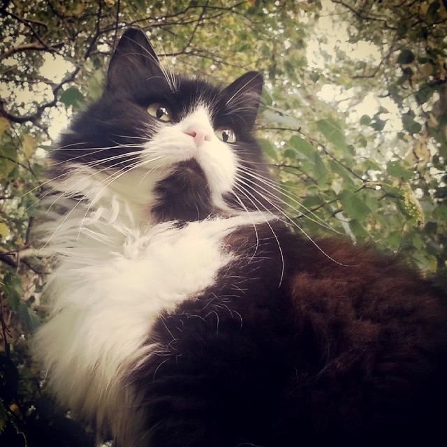 Blanding af racer Bobby billede 4