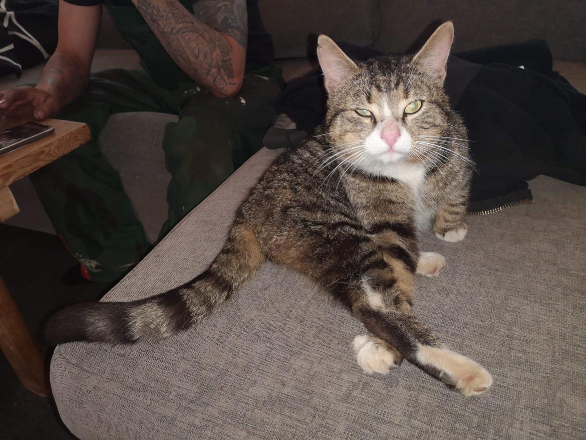 Blanding af racer Tjalfe  billede 5